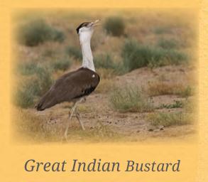 Great Indian Bustard